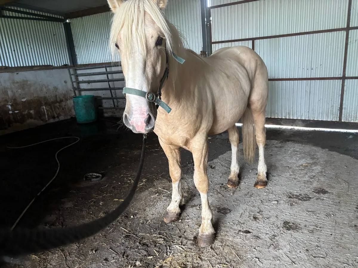 Palamino colt - Image 2