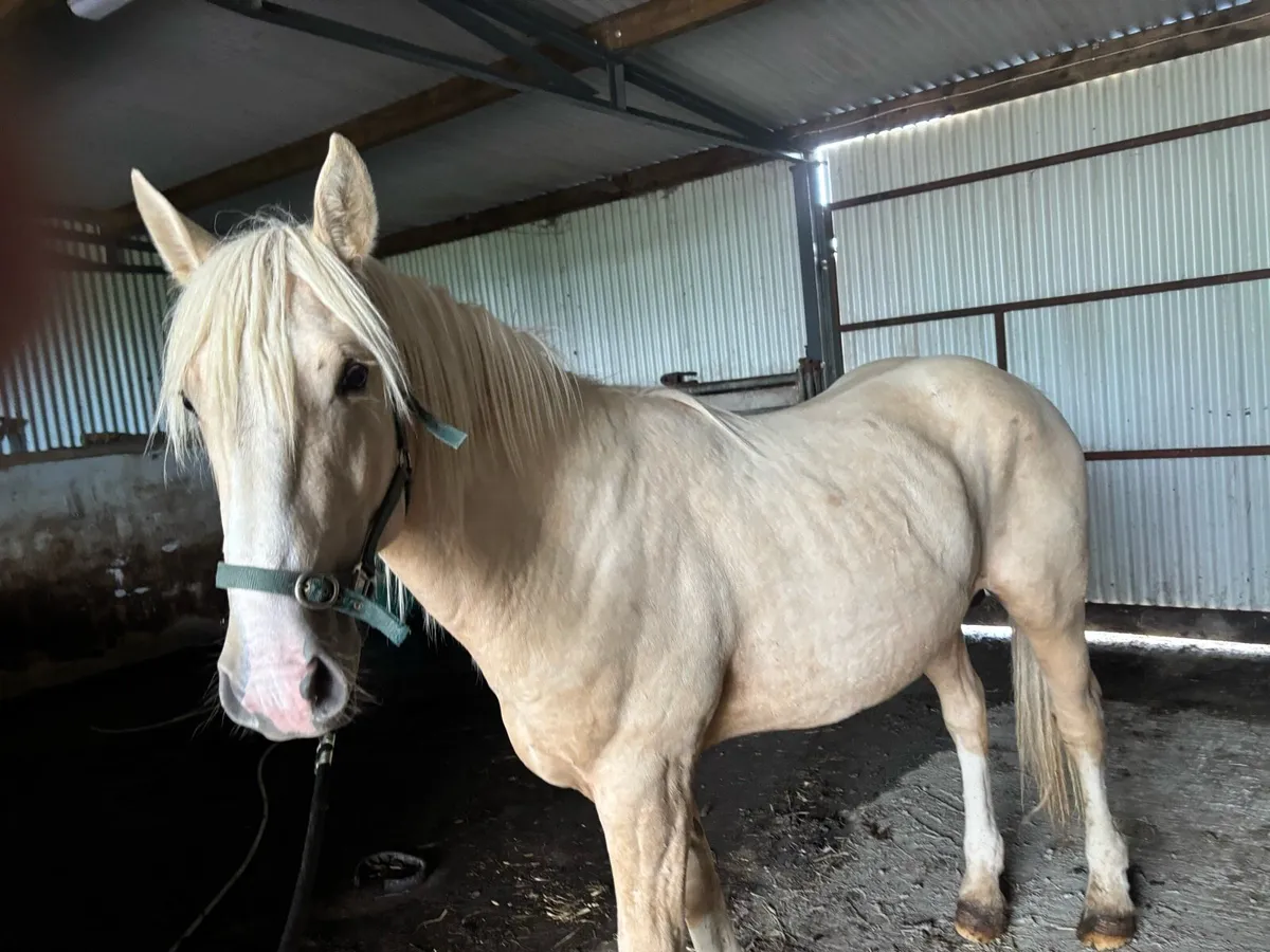 Palamino colt - Image 3