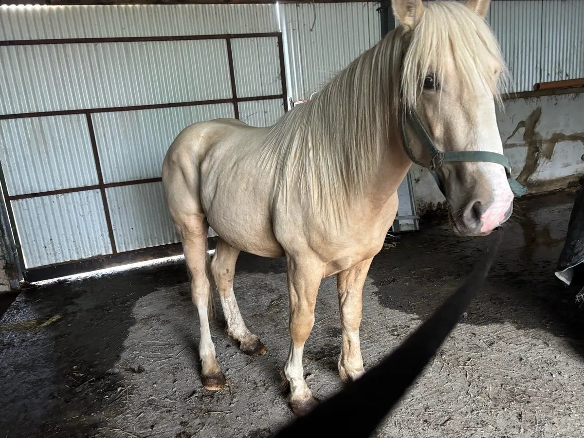 Palamino colt - Image 4