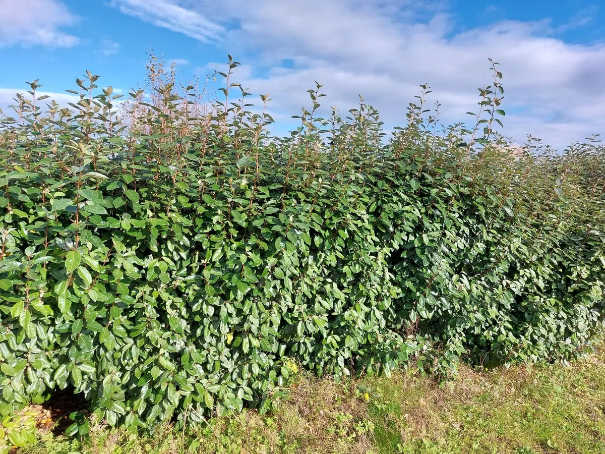 Elaeagnus - Coastal Hedging - Image 4