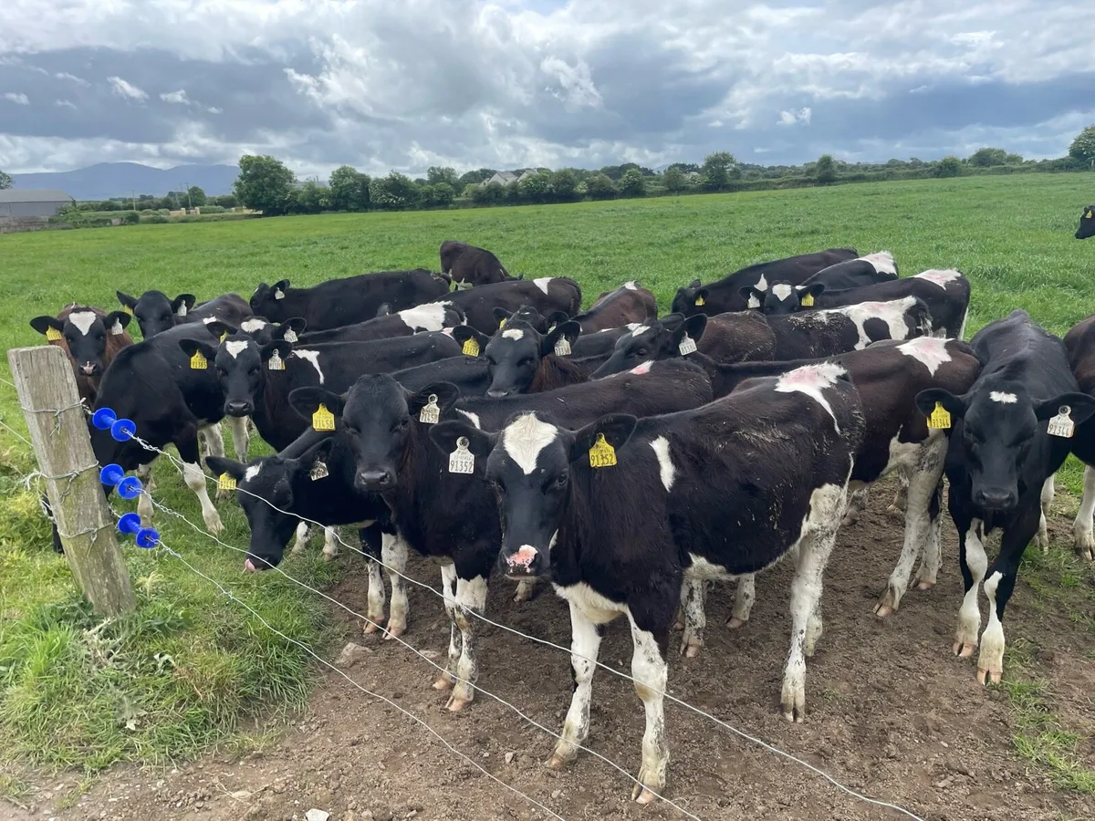 Heifer Calves For Sale - Image 1