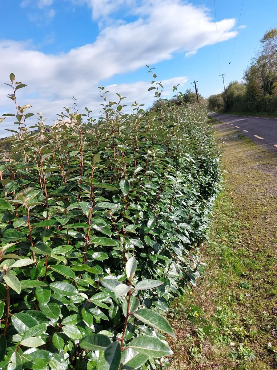 Elaeagnus - Coastal Hedging - Image 1