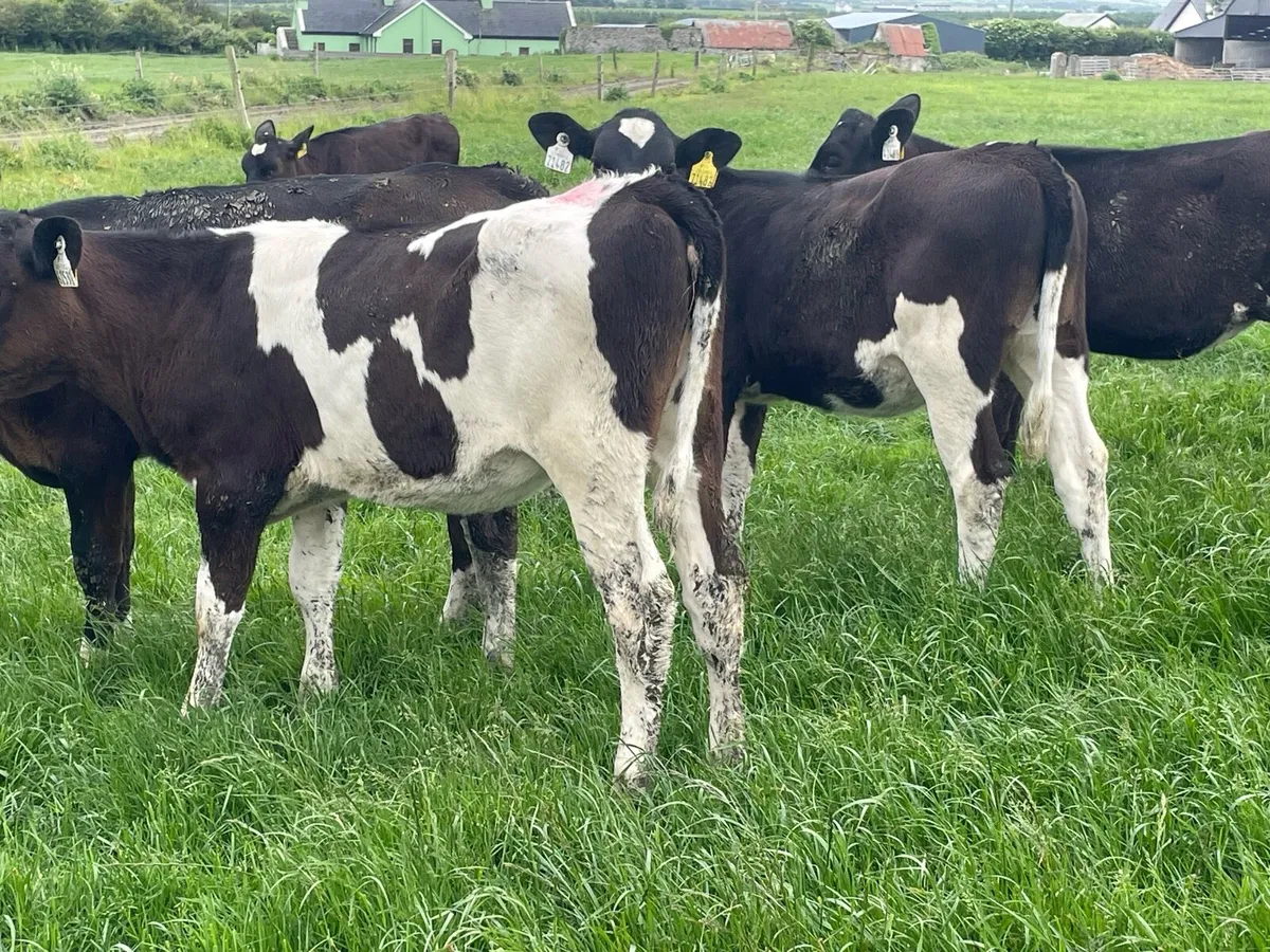 Heifer Calves For Sale - Image 3
