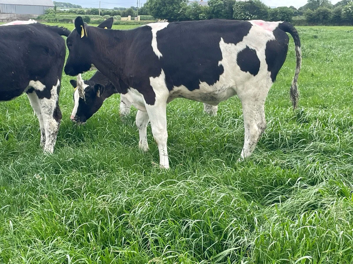 Heifer Calves For Sale - Image 2