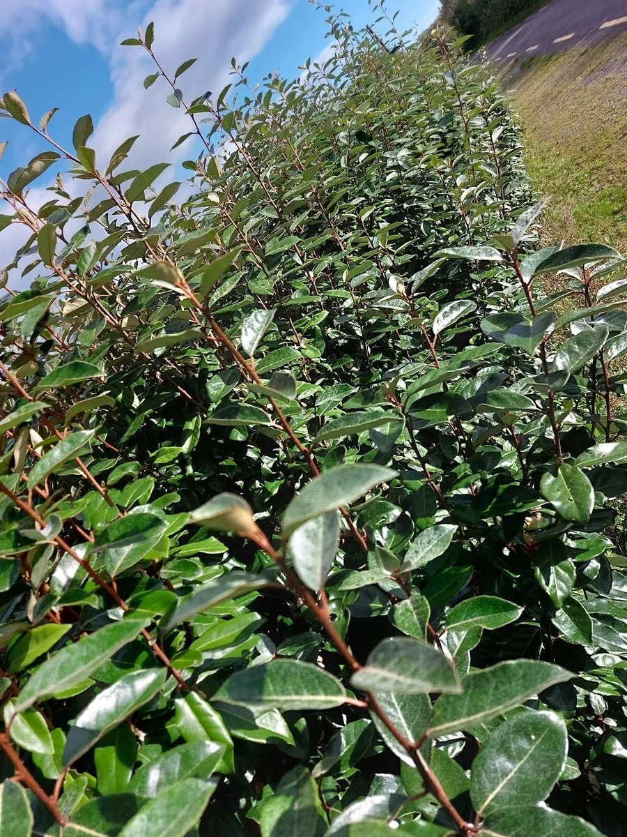 Elaeagnus - Coastal Hedging - Image 1