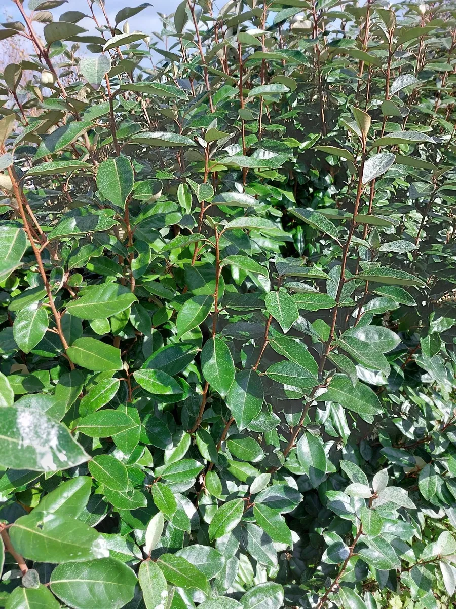 Elaeagnus - Coastal Hedging - Image 2