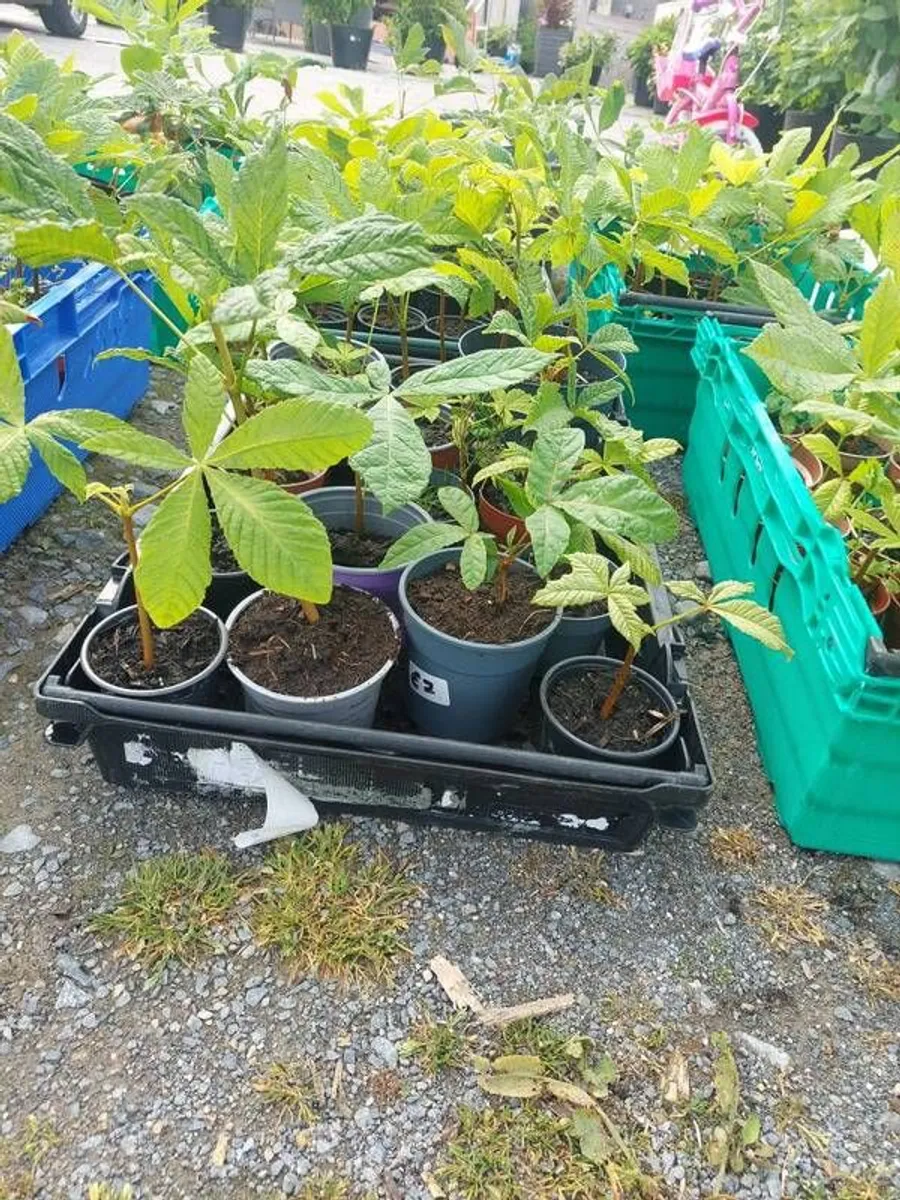 Horse chestnut tree seedlings - Image 2