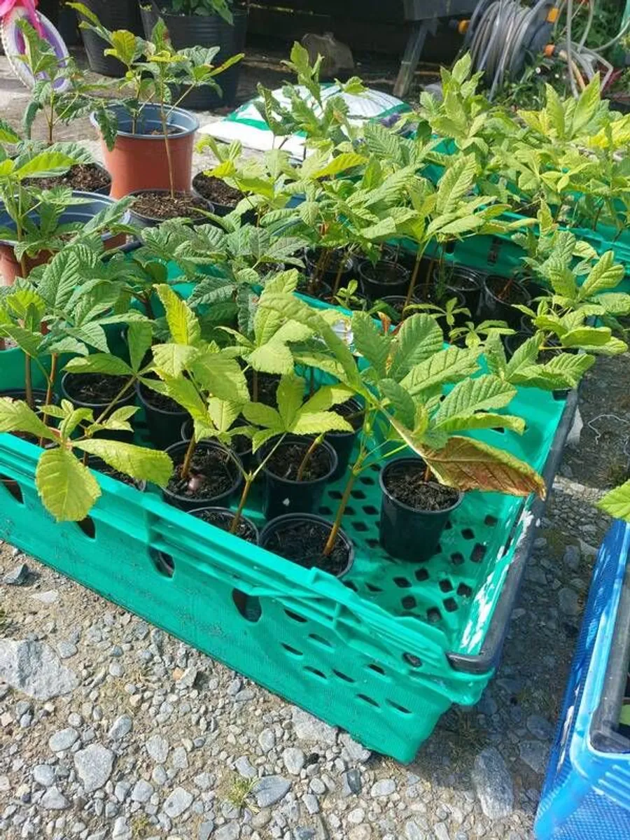 Horse chestnut tree seedlings - Image 3