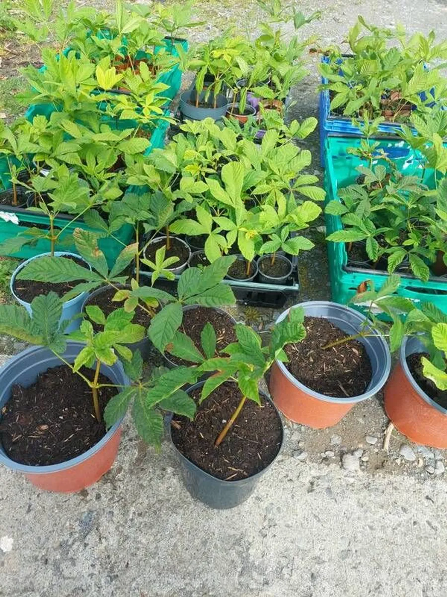 Horse chestnut tree seedlings - Image 4