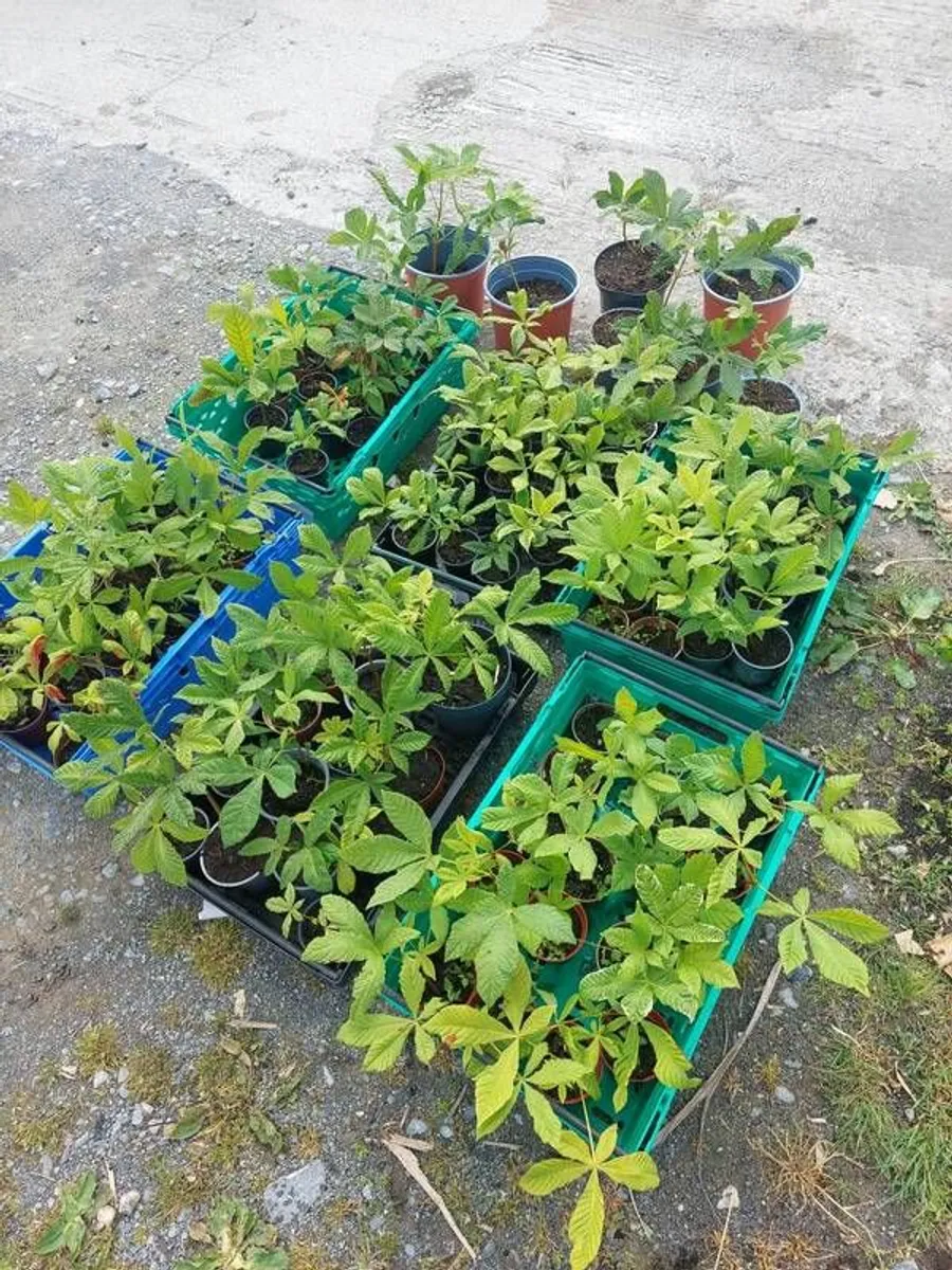 Horse chestnut tree seedlings - Image 1