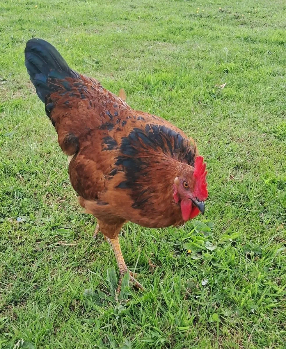 Roosters - Image 2