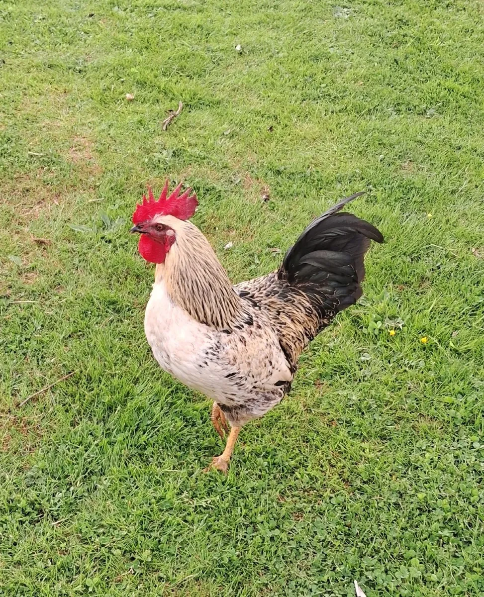 Roosters - Image 3