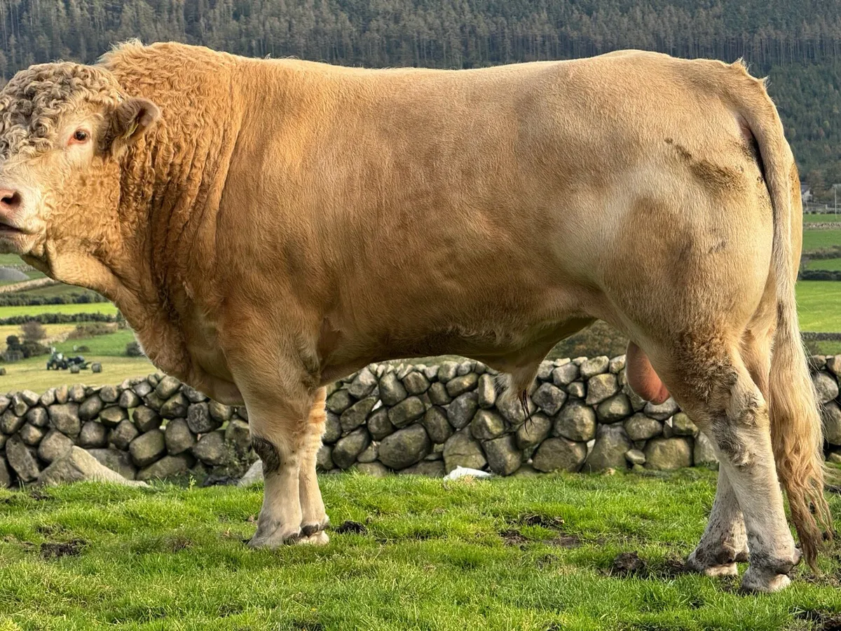 Blonde bull - Image 3