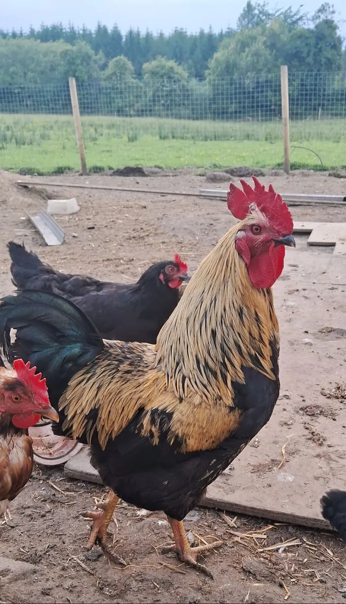 Roosters - Image 1