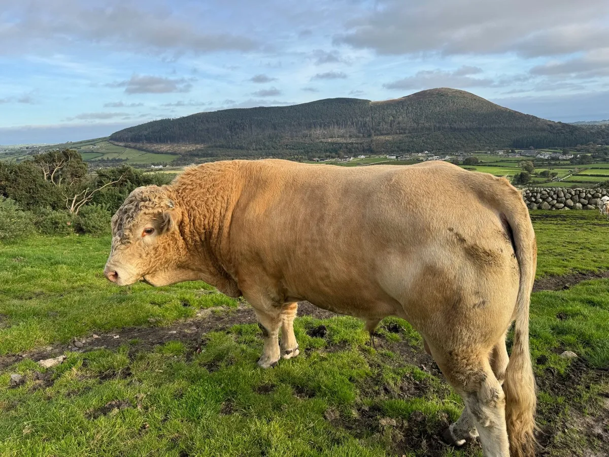 Blonde bull - Image 4