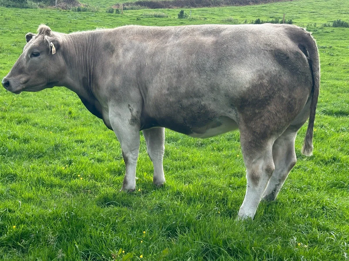 In calf Heifers for sale - Image 1