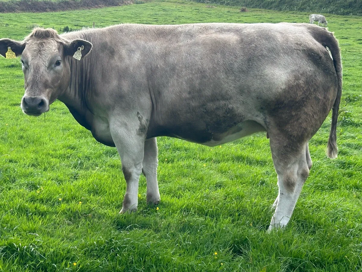 In calf Heifers for sale - Image 2