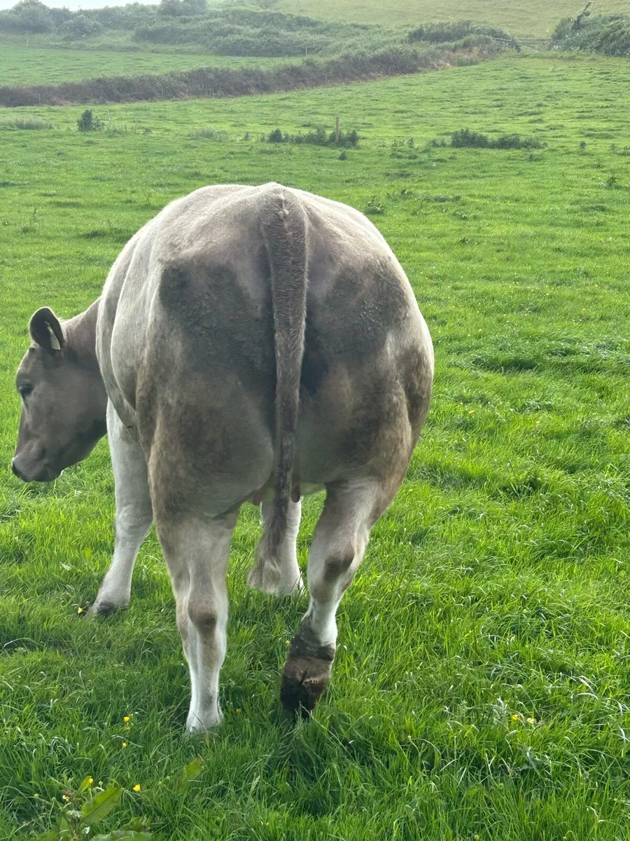 In calf Heifers for sale - Image 3