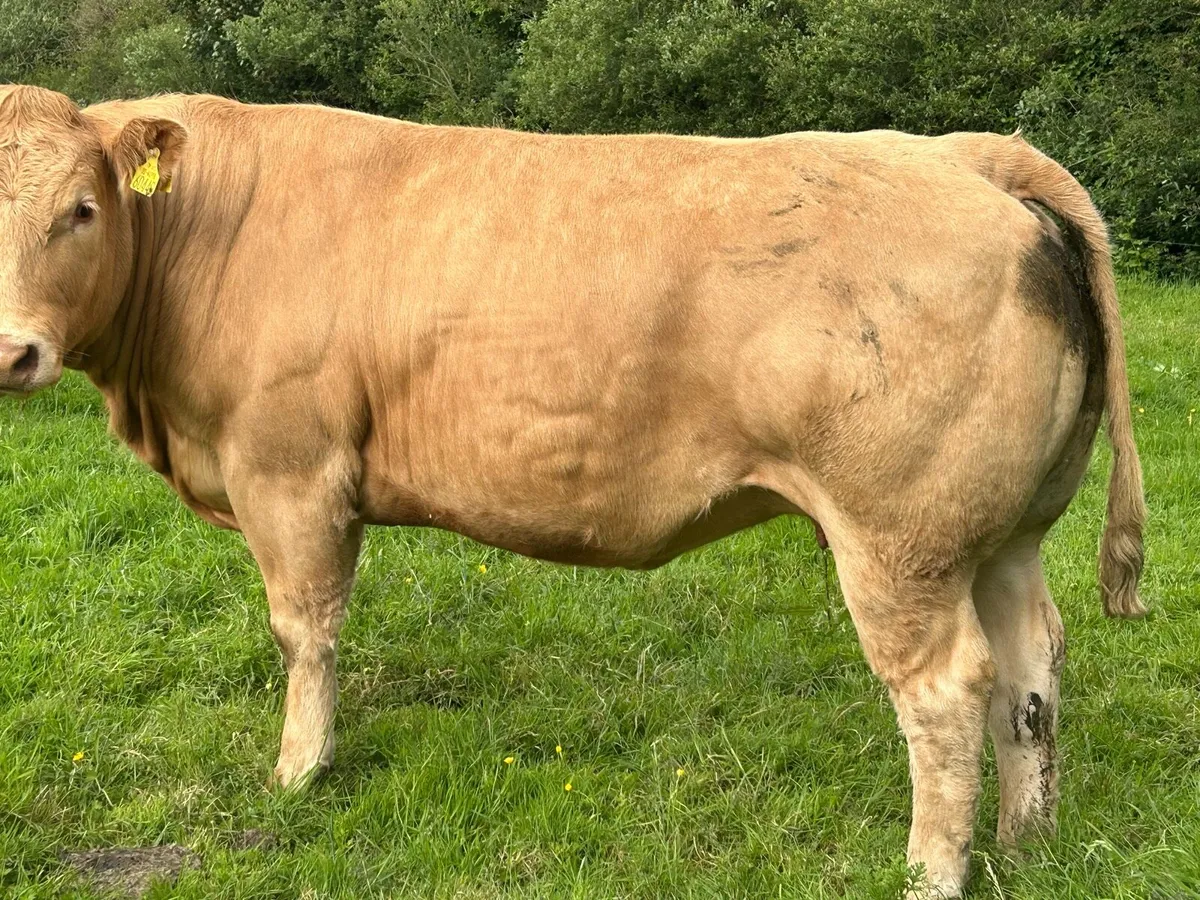 In calf Heifers for sale - Image 4