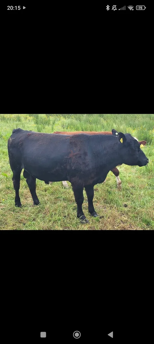 Angus bull - Image 1