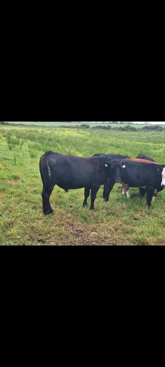 Angus bull - Image 2