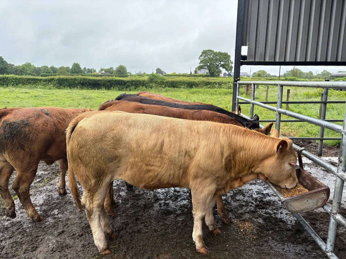Heifers - Image 2