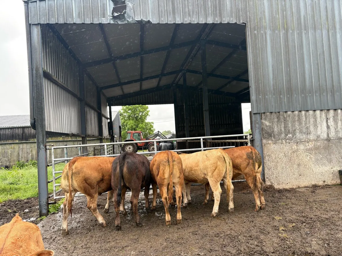Heifers - Image 3