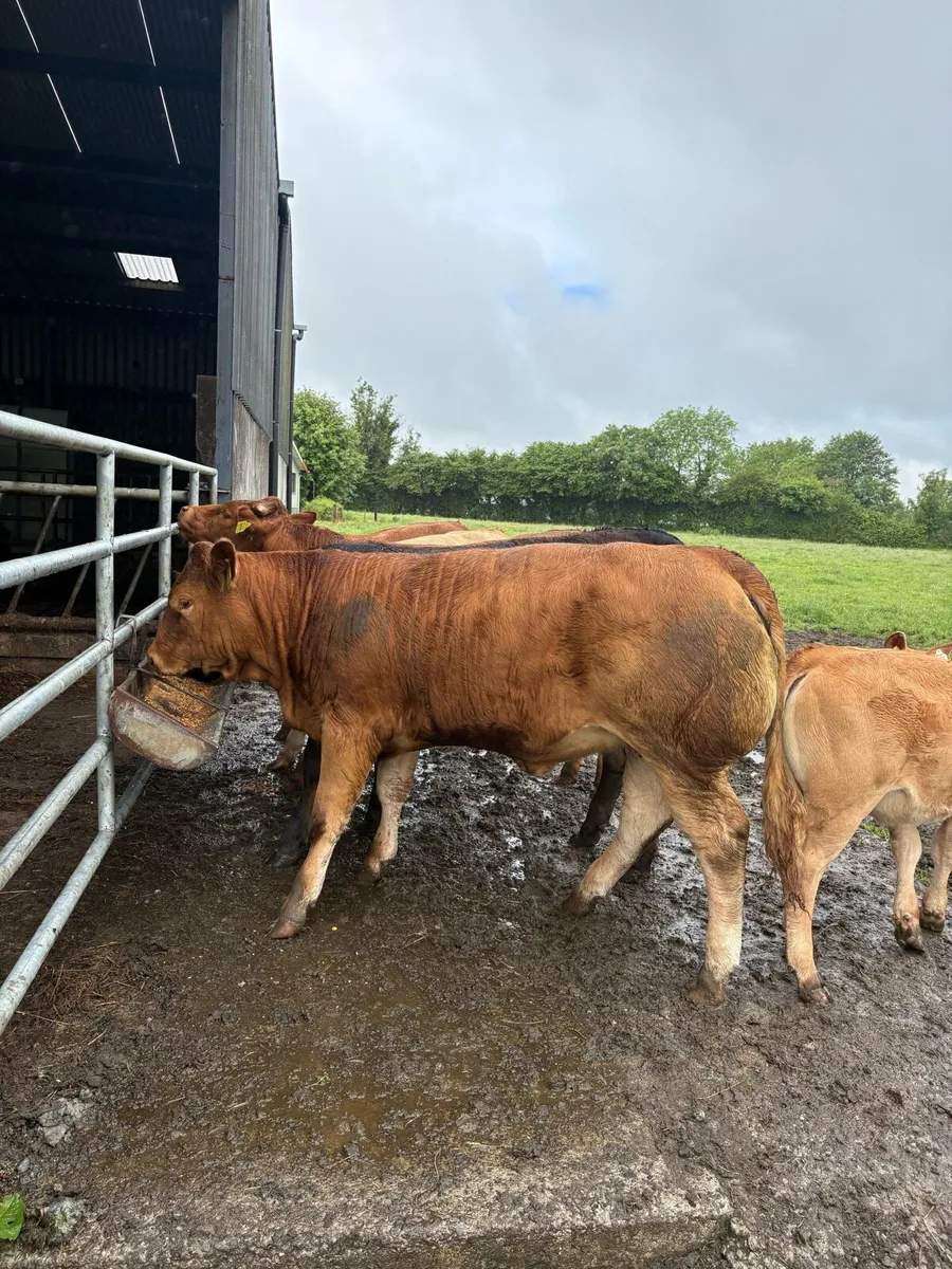 Heifers - Image 1