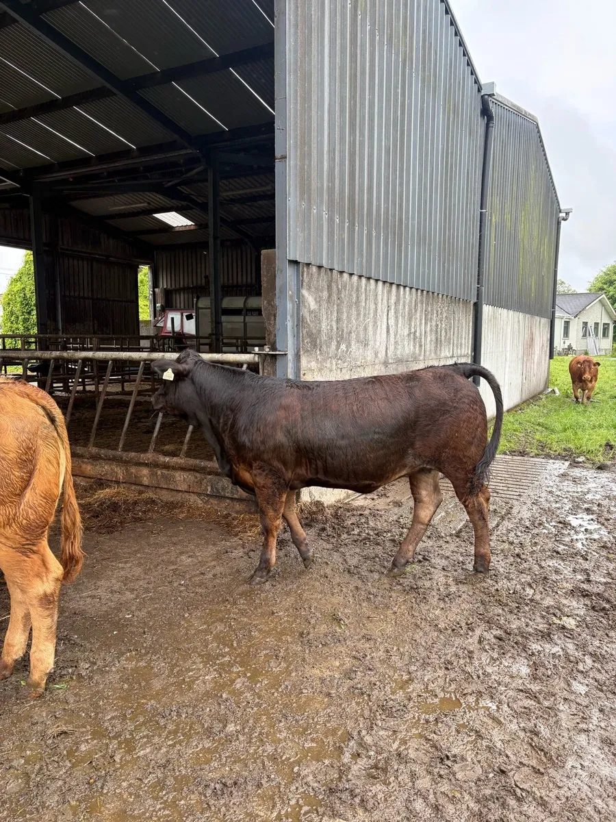 Heifers - Image 4