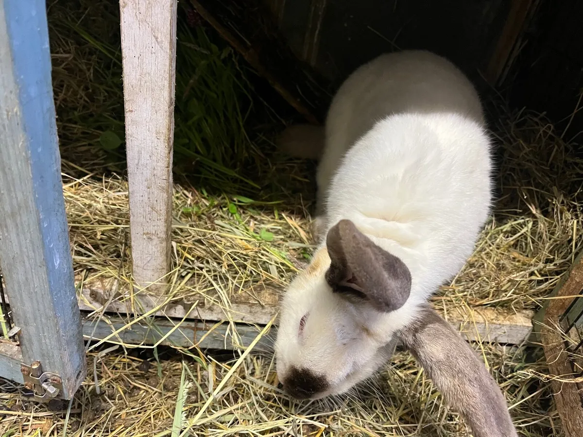 ***One Rex and one NZ male rabbit for sale*** - Image 3