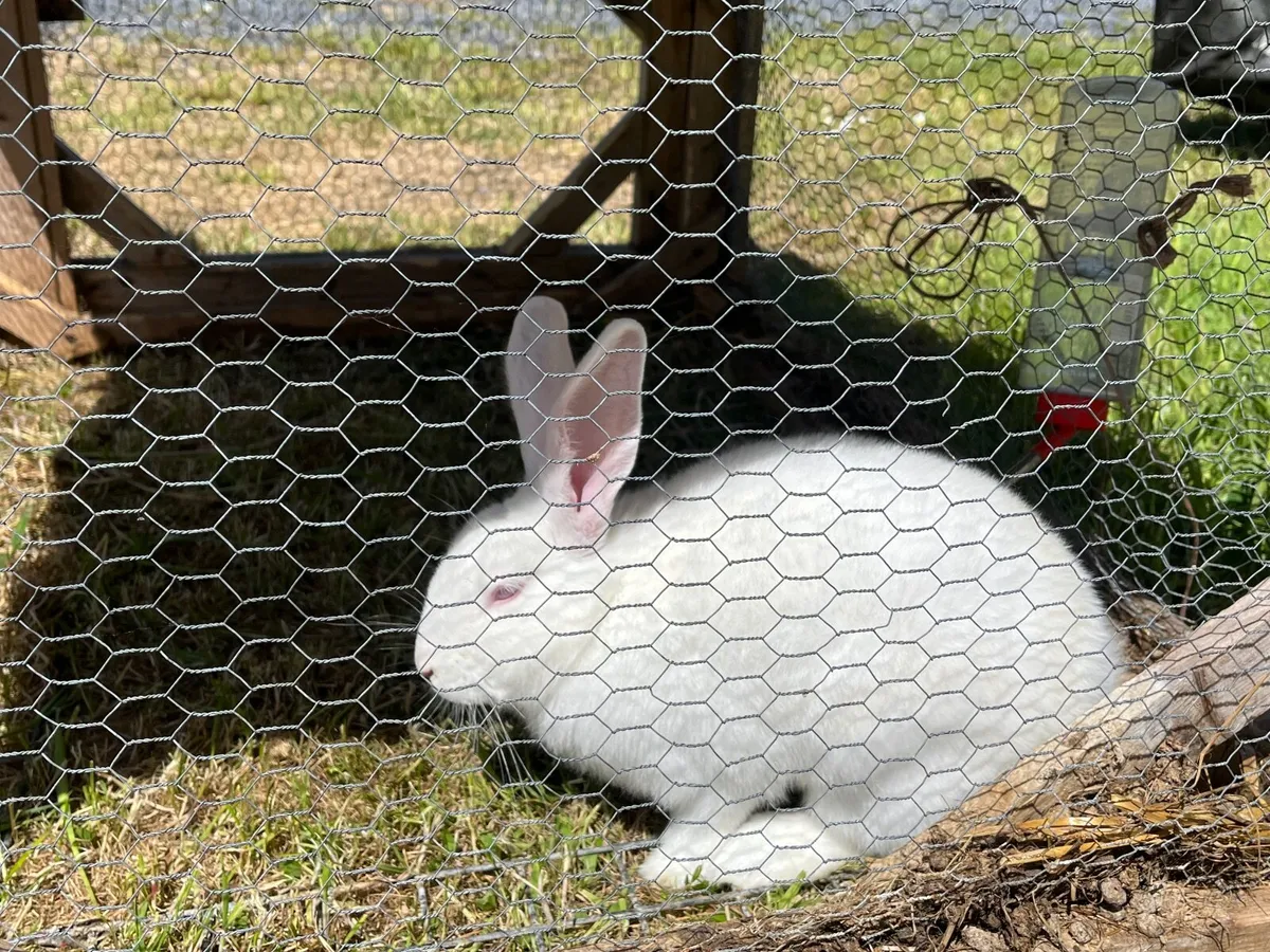 ***One Rex and one NZ male rabbit for sale*** - Image 4