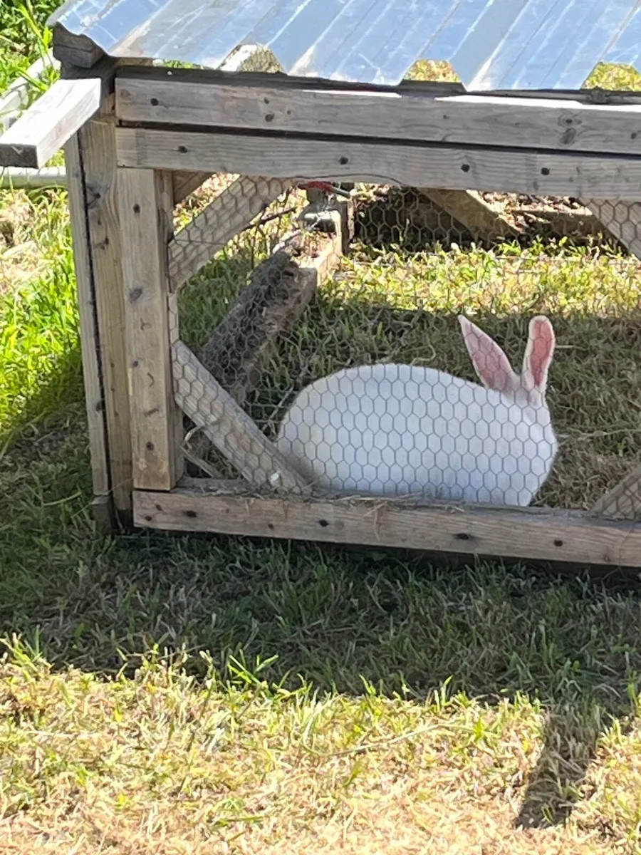 ***One Rex and one NZ male rabbit for sale*** - Image 1