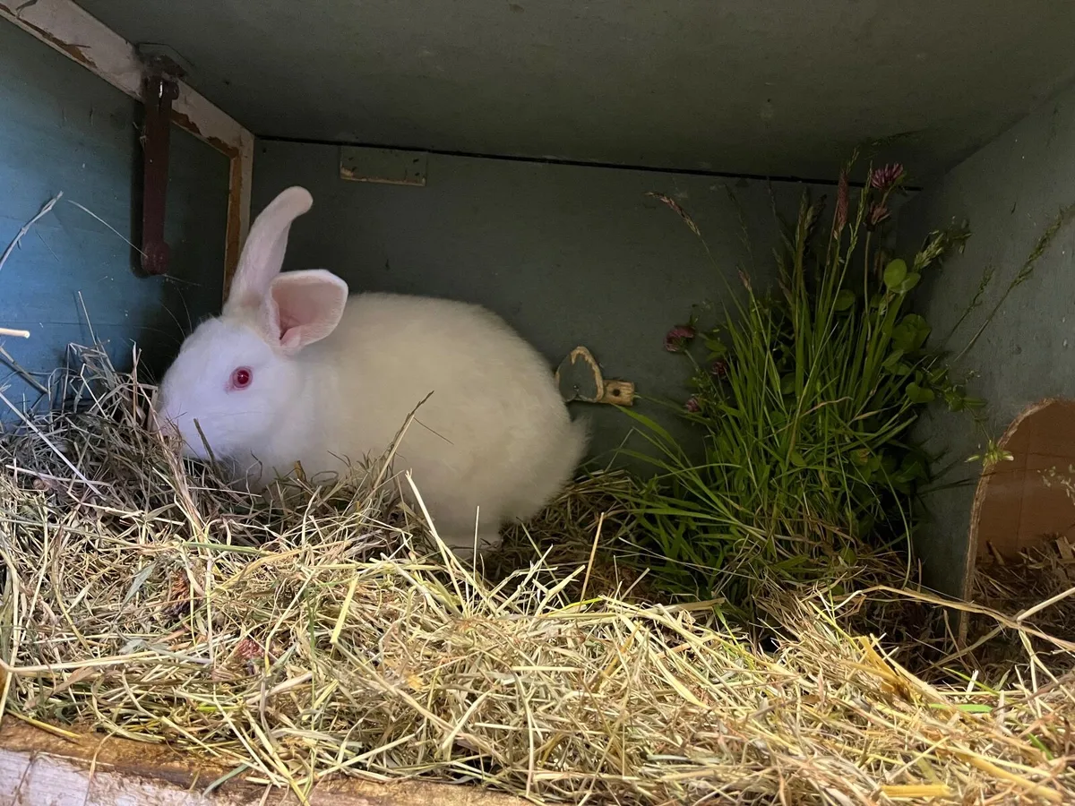 ***One Rex and one NZ male rabbit for sale*** - Image 2