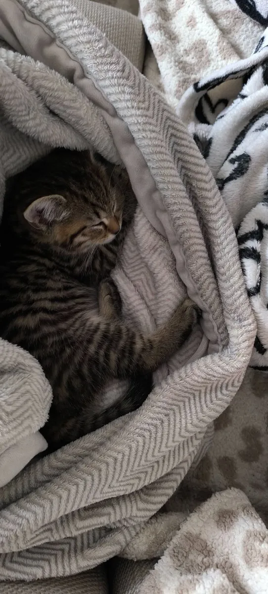 Kitten - Image 1