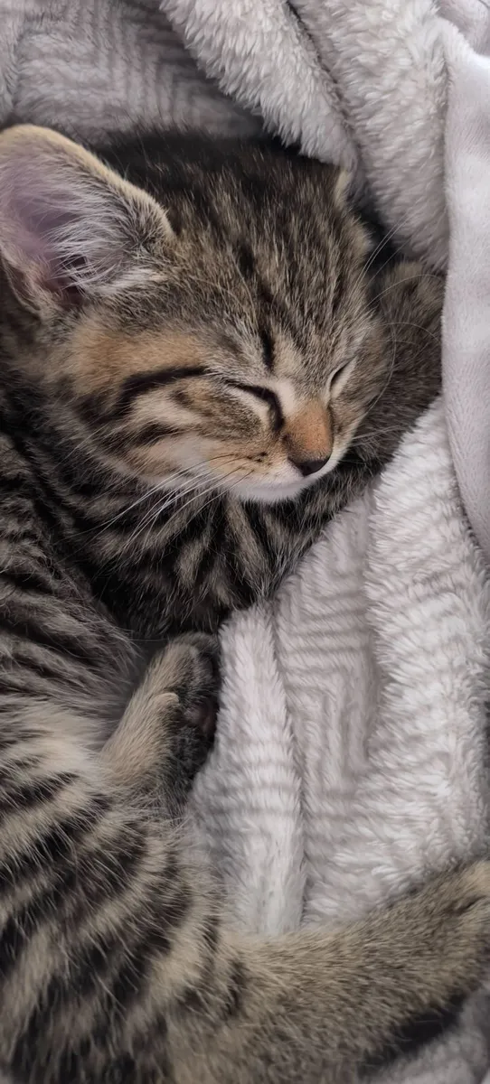 Kitten - Image 2