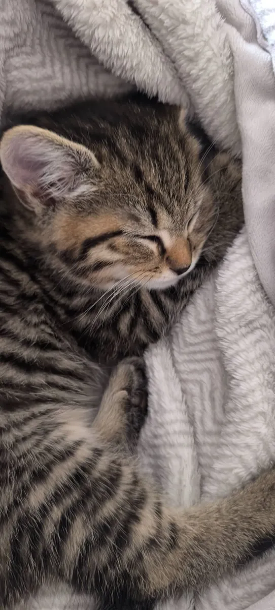 Kitten - Image 3