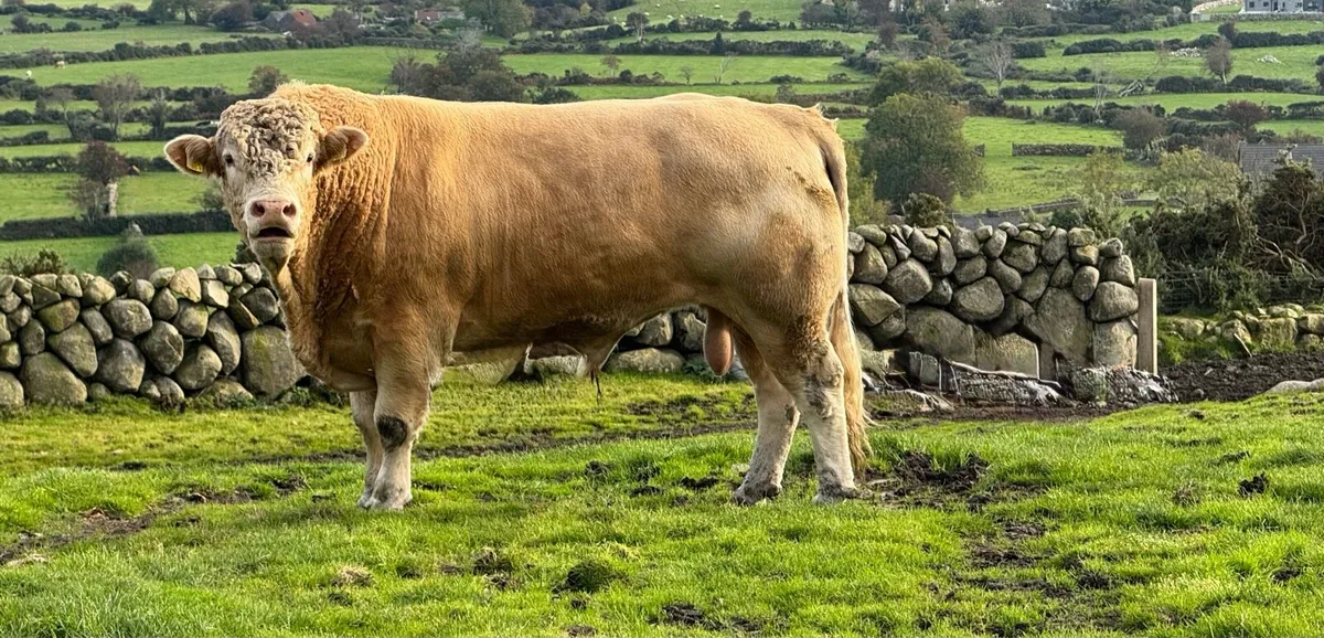 Blonde bull - Image 2