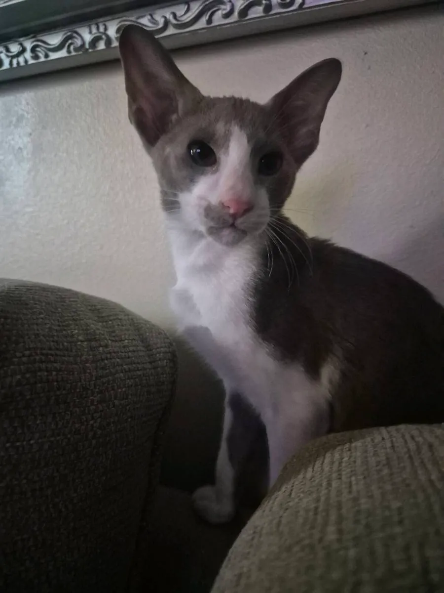 Pedigree Oriental kittens only 1 wee boy left - Image 3