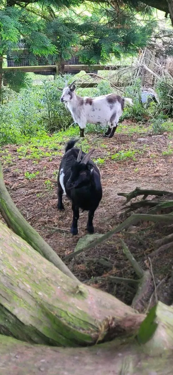 Pygmy goat females - Image 2