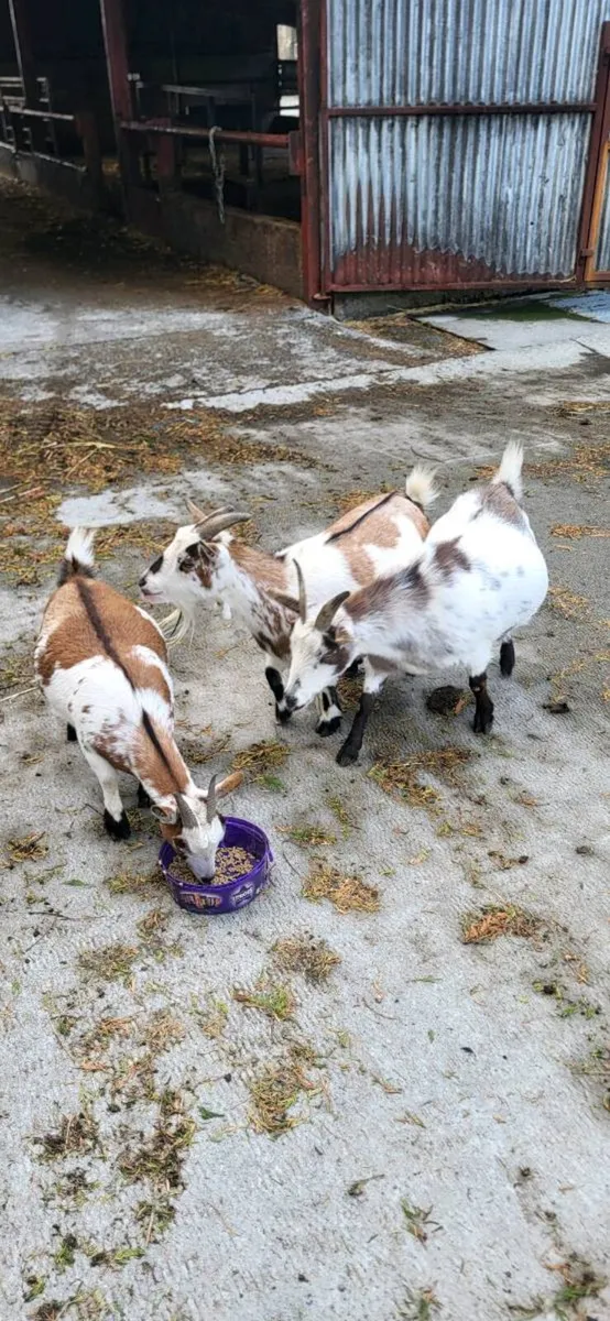 Pygmy goat females - Image 3