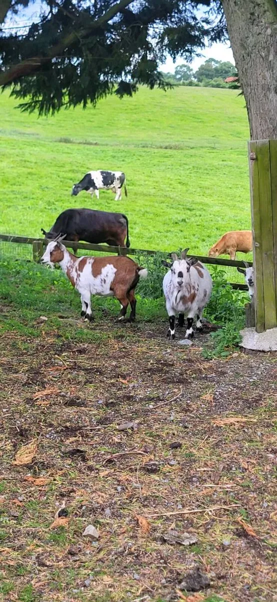 Pygmy goat females - Image 4