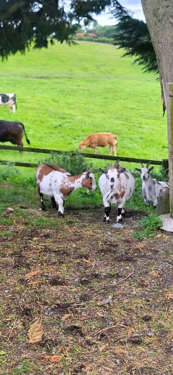 Pygmy goat females - Image 1