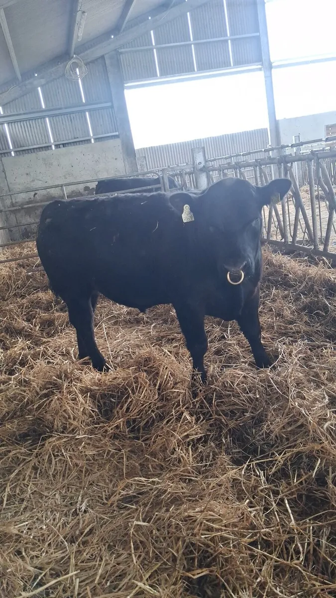 Pedigree Angus Bull - Image 2