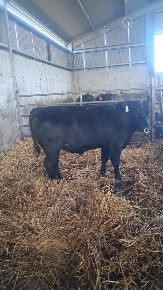 Pedigree Angus Bull - Image 1