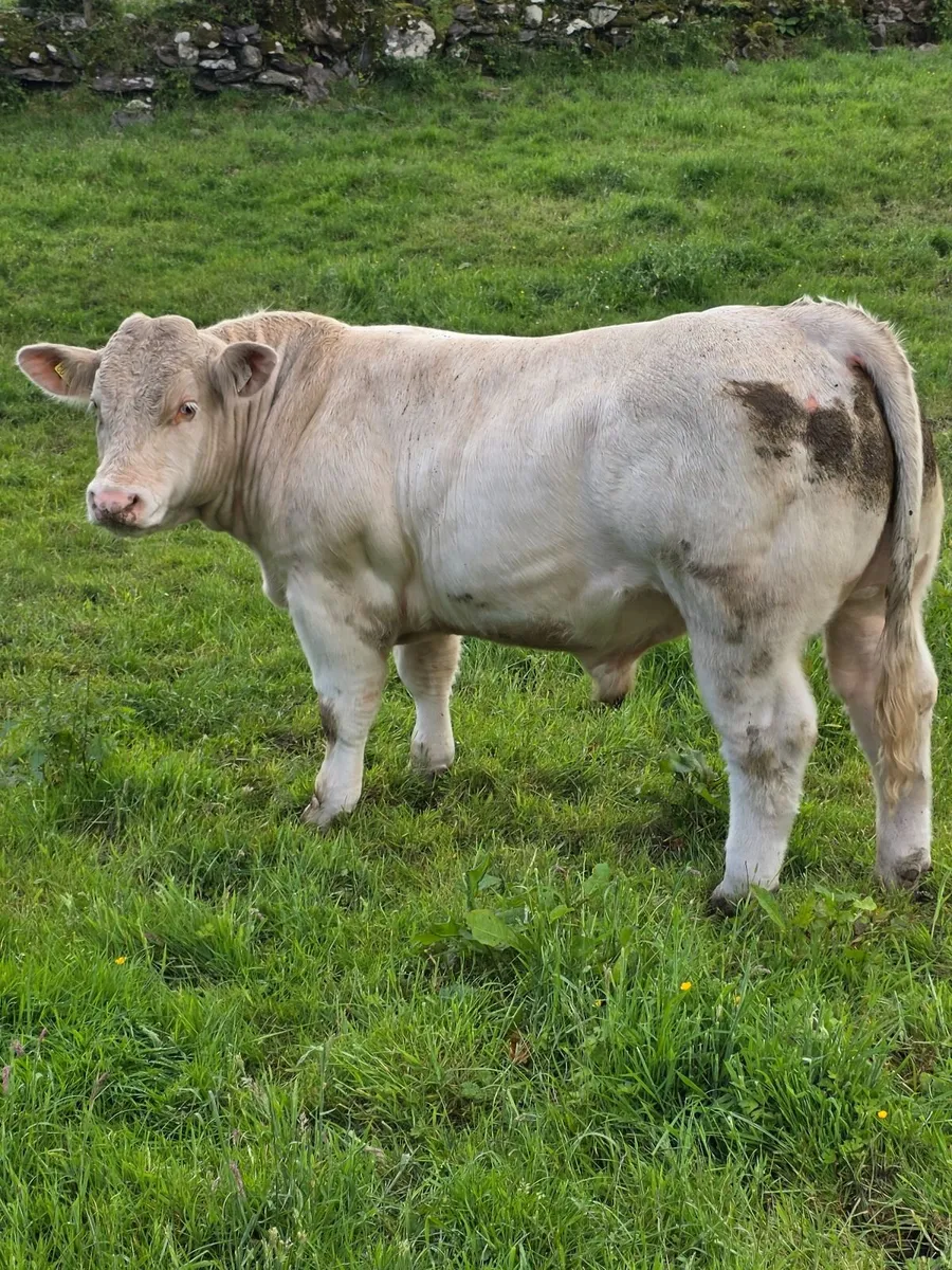 Pedigree Registered 5star Charolais Bulls - Image 2