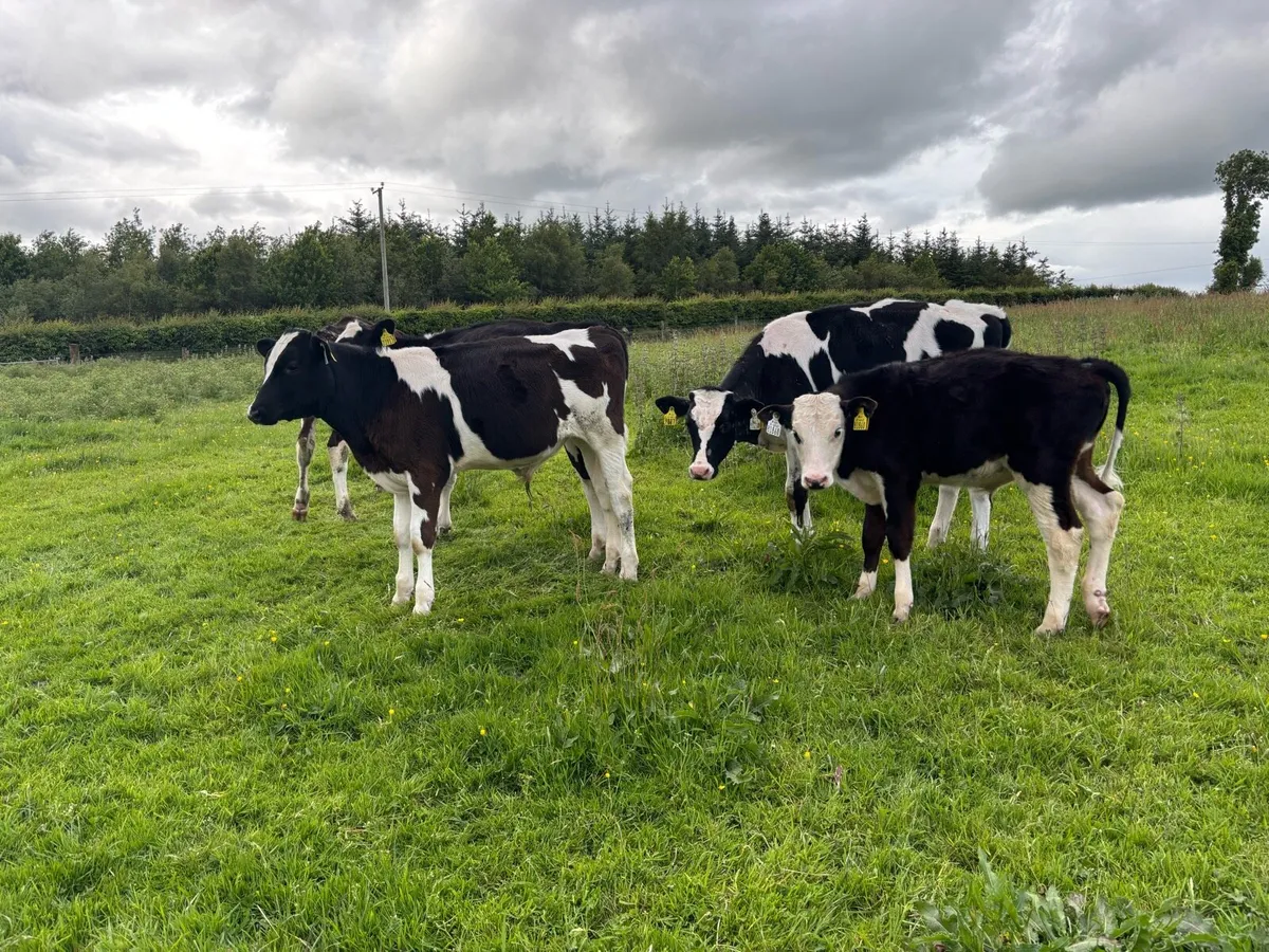 5 bull runners - Image 2