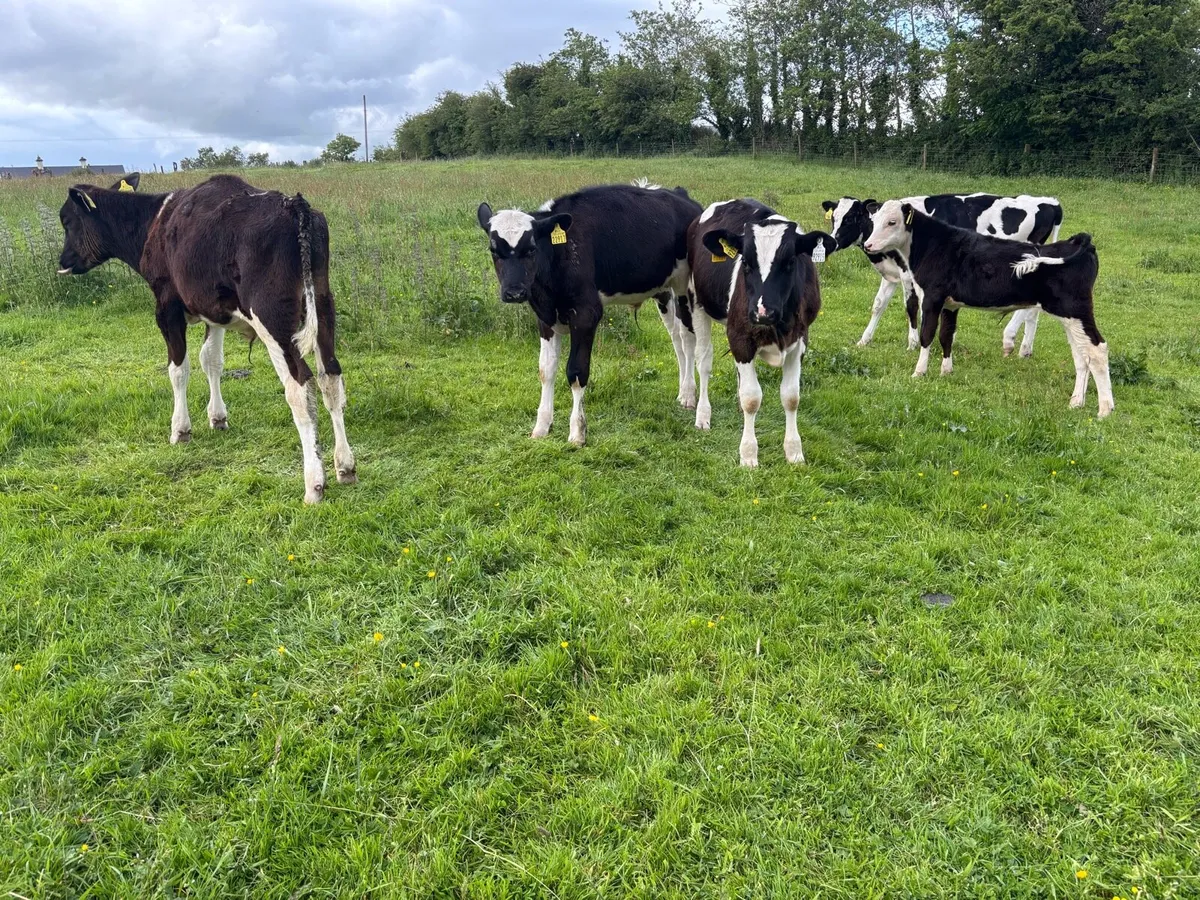 5 bull runners - Image 3