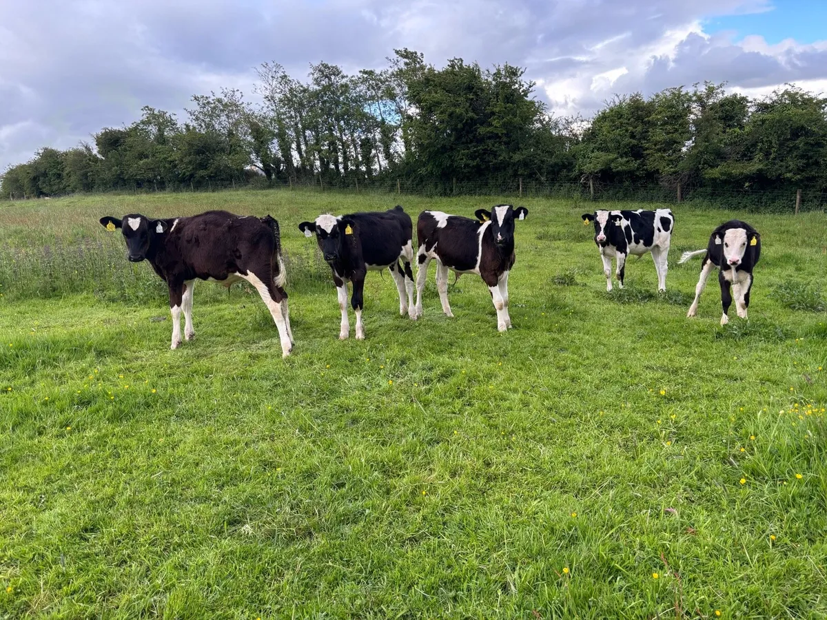 5 bull runners - Image 4
