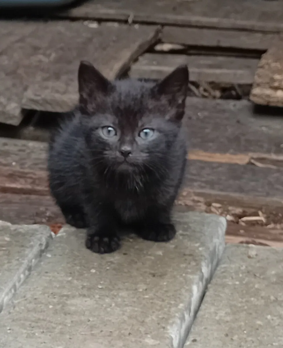 Kittens - Image 3