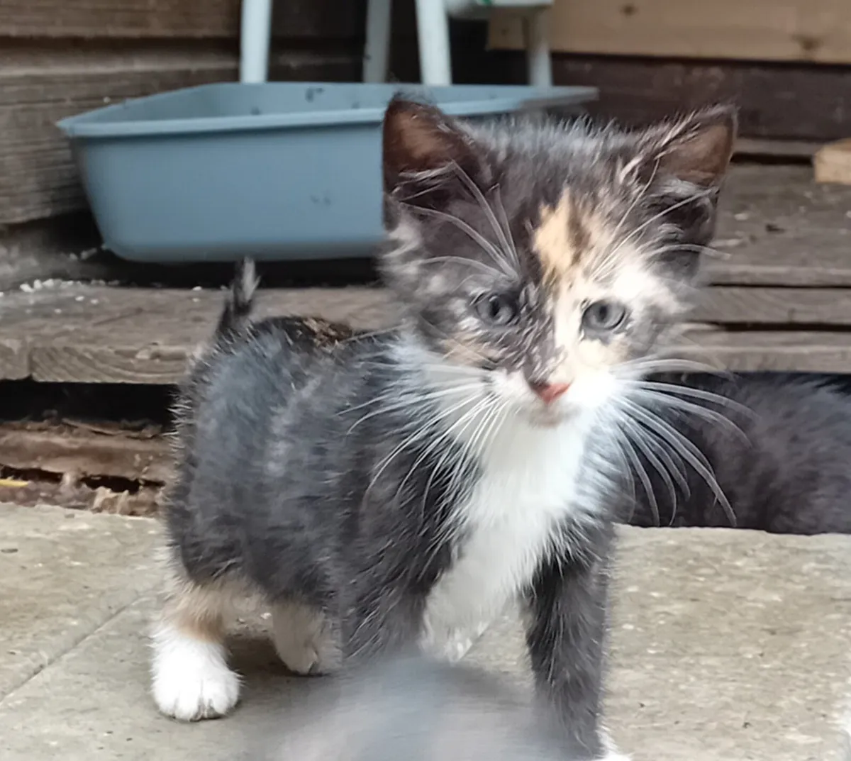 Kittens - Image 4